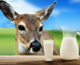 DeerDairy
