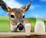 DeerDairy